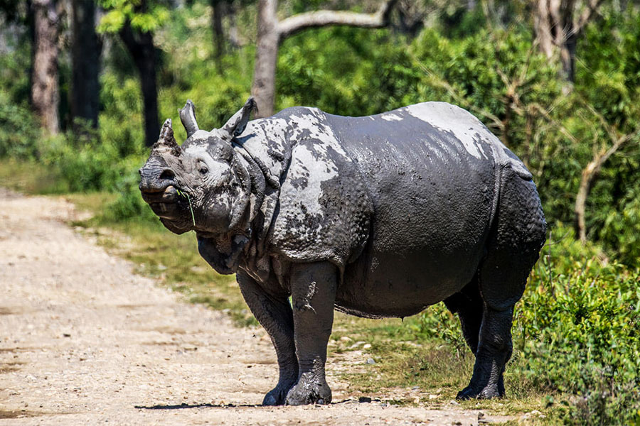 Wildlife Tour Of South India